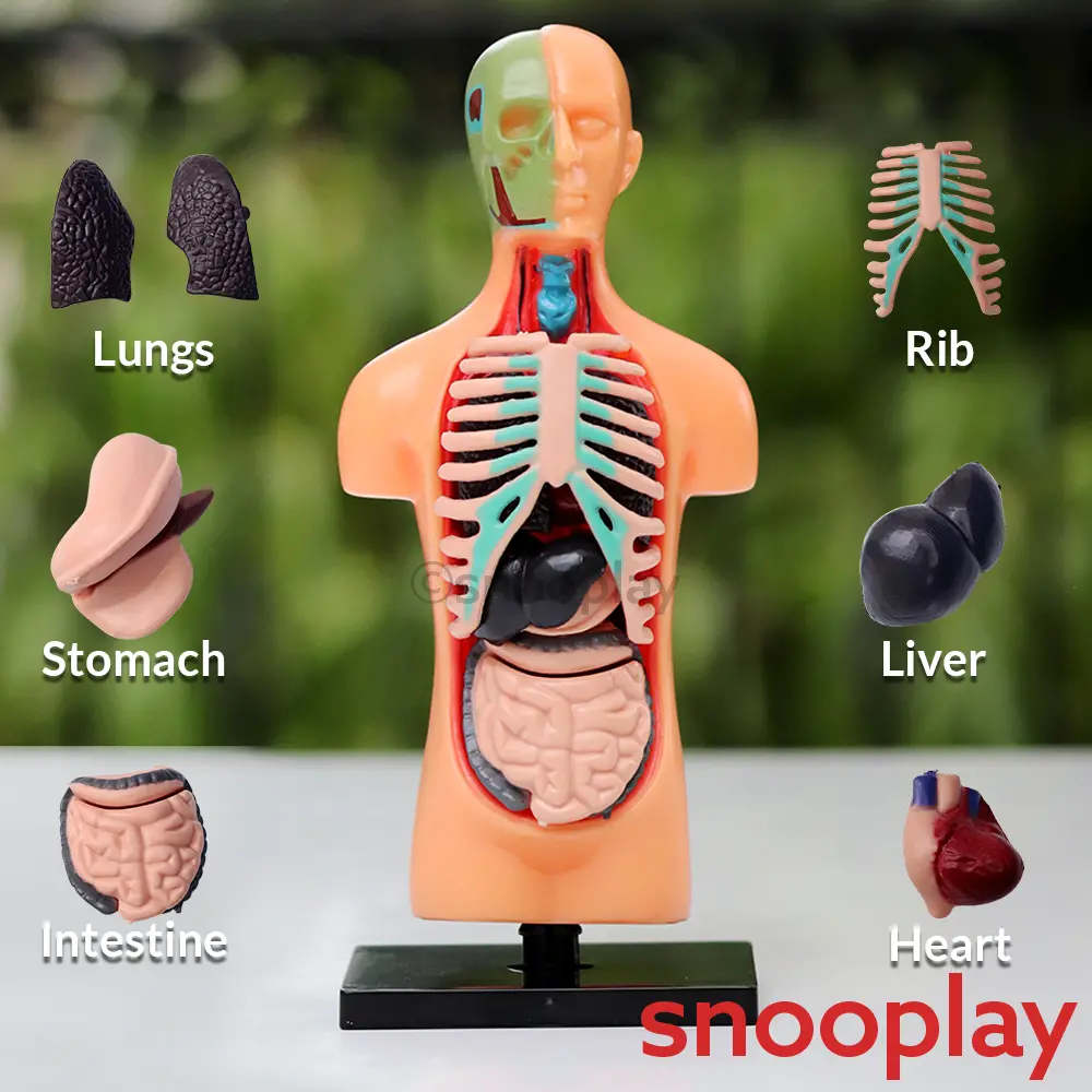 Youreka Human Upper Body Model With 11 Removable Organs | Anatomy Learning Toy (8-11 Years) 1